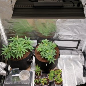 Viparspectra Grow 24 January 2023.jpg