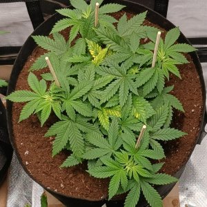 Viparspectra Grow 24 January 2023 Blueberry.jpg