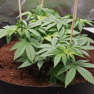 Viparspectra Grow 24 January 2023 Blueberry 1.jpg