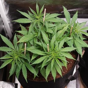 Viparspectra Grow 24 January 2023 Zkittlez.jpg