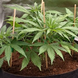 Viparspectra Grow 24 January 2023 Zkittlez 1.jpg