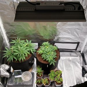 Viparspectra Grow 25 January 2023.jpg