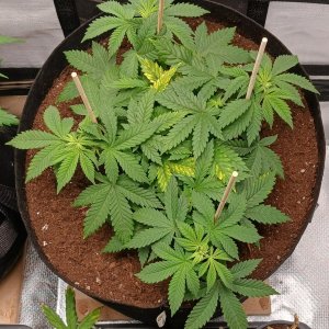 Viparspectra Grow 25 January 2023 Blueberry.jpg