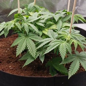 Viparspectra Grow 25 January 2023 Blueberry 1.jpg