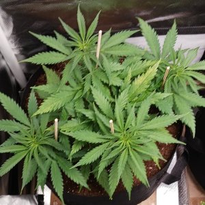 Viparspectra Grow 25 January 2023 Zkittlez.jpg