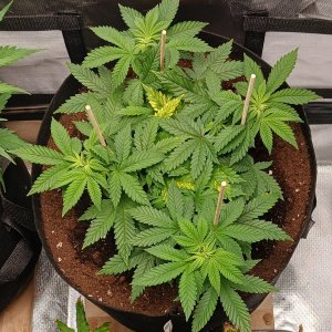 Viparspectra Grow 26 January 2023 Blueberry.jpg