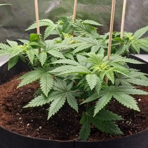 Viparspectra Grow 26 January 2023 Blueberry 1.jpg