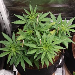 Viparspectra Grow 26 January 2023 Zkittlez.jpg