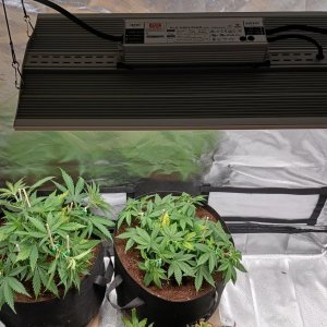 Viparspectra Grow 27 January 2023.jpg