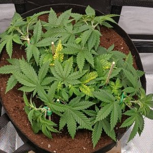 Viparspectra Grow 27 January 2023 Blueberry.jpg