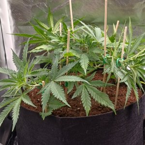 Viparspectra Grow 27 January 2023 Zkittlez 1.jpg