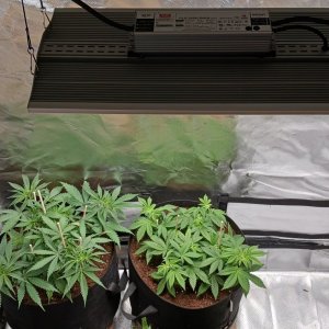 Viparspectra Grow 28 January 2023.jpg