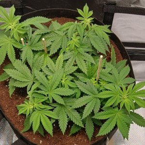 Viparspectra Grow 28 January 2023 Blueberry.jpg