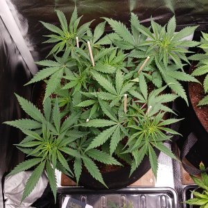 Viparspectra Grow 28 January 2023 Zkittlez.jpg