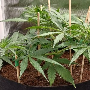 Viparspectra Grow 28 January 2023 Zkittlez 1.jpg