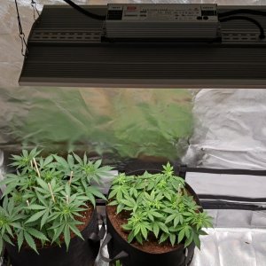 Viparspectra Grow 29 January 2023.jpg