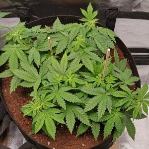 Viparspectra Grow 29 January 2023 Blueberry.jpg