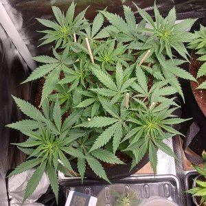 Viparspectra Grow 29 January 2023 Zkittlez.jpg