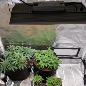 Viparspectra Grow 30 January 2023.jpg