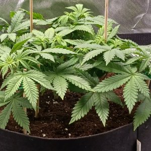 Viparspectra Grow 30 January 2023 Blueberry 1.jpg