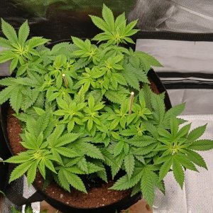 Viparspectra Grow 03 February 2023 Blueberry.jpg