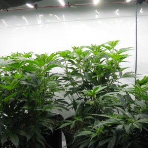 Veg room  IMG_4197.JPG