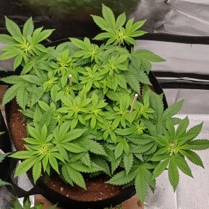 Viparspectra Grow 04 February 2023 Blueberry.jpg