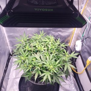 Vivosun Aerolight LST Auto autoflower low stress training green mango crack.jpg