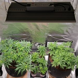 Viparspectra Grow 10 February 2023.jpg