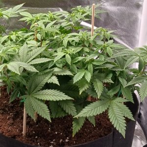 Viparspectra Grow 10 February 2023 Blueberry 1.jpg