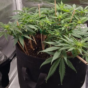 Viparspectra Grow 10 February 2023 Zkittlez 1.jpg