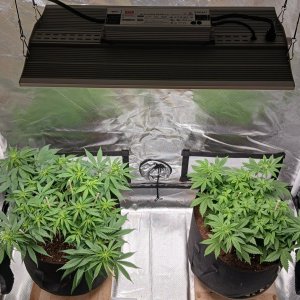 Viparspectra Grow 11 February 2023.jpg