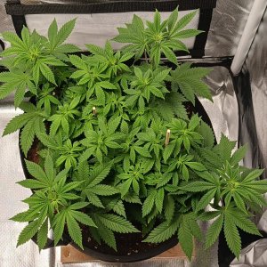 Viparspectra Grow 11 February 2023 Blueberry.jpg