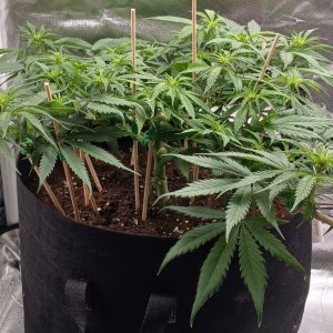 Viparspectra Grow 11 February 2023 Zkittlez 1.jpg