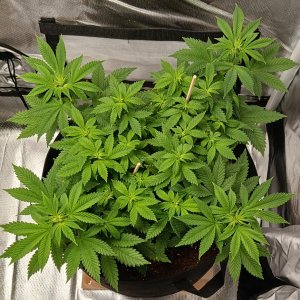 Viparspectra Grow 12 February 2023 Blueberry.jpg