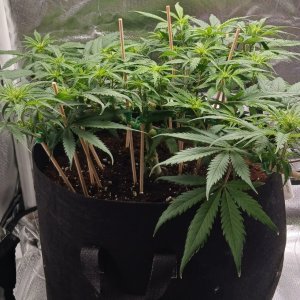 Viparspectra Grow 12 February 2023 Zkittlez 1.jpg