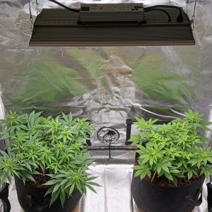 Viparspectra Grow 13 February 2023.jpg