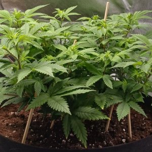 Viparspectra Grow 13 February 2023 Blueberry 1.jpg