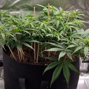 Viparspectra Grow 13 February 2023 Zkittlez 1.jpg