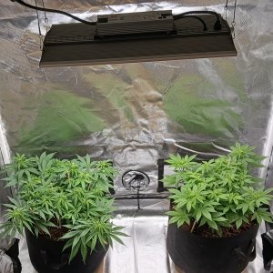 Viparspectra Grow 14 February 2023.jpg