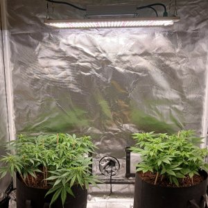 Viparspectra Grow 14 February 2023 1.jpg