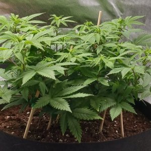 Viparspectra Grow 14 February 2023 Blueberry 1.jpg