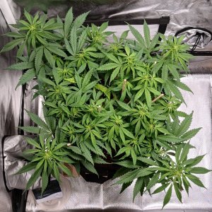 Viparspectra Grow 14 February 2023 Zkittlez.jpg