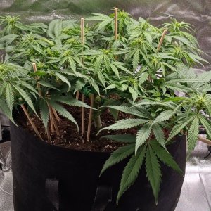 Viparspectra Grow 14 February 2023 Zkittlez 1.jpg