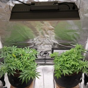 Viparspectra Grow 15 February 2023.jpg