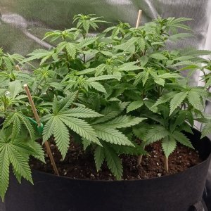 Viparspectra Grow 15 February 2023 Blueberry 1.jpg