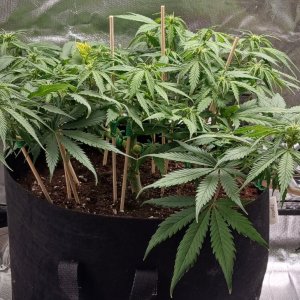 Viparspectra Grow 15 February 2023 Zkittlez 1.jpg