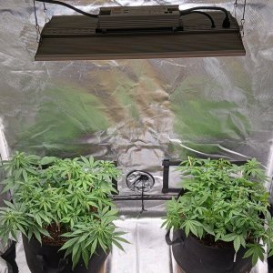 Viparspectra Grow 16 February 2023.jpg