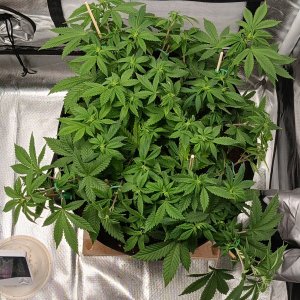 Viparspectra Grow 16 February 2023 Blueberry.jpg