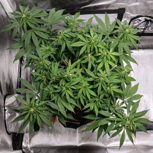 Viparspectra Grow 16 February 2023 Zkittlez.jpg